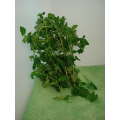 Origan frais en bouquet env. 20g