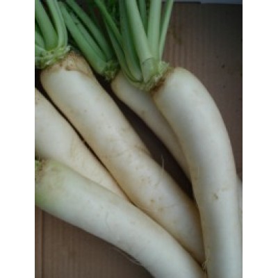 Radis  long  blanc suisse  la pièce